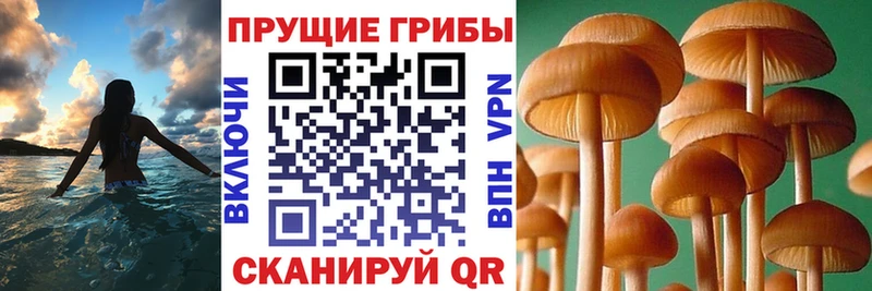 Псилоцибиновые грибы Psilocybine cubensis  Балабаново 